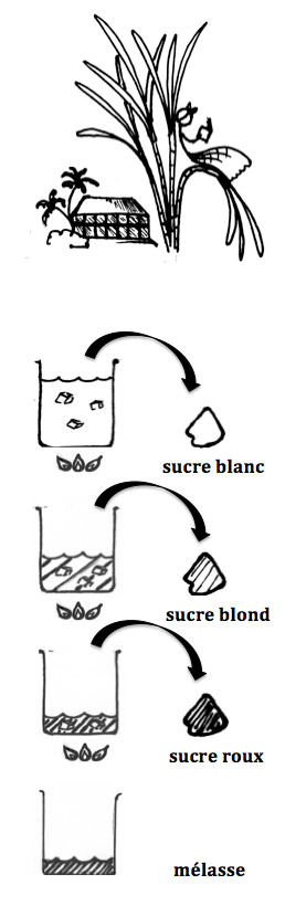 Différences entre sucre blanc, sucre roux et sucre complet